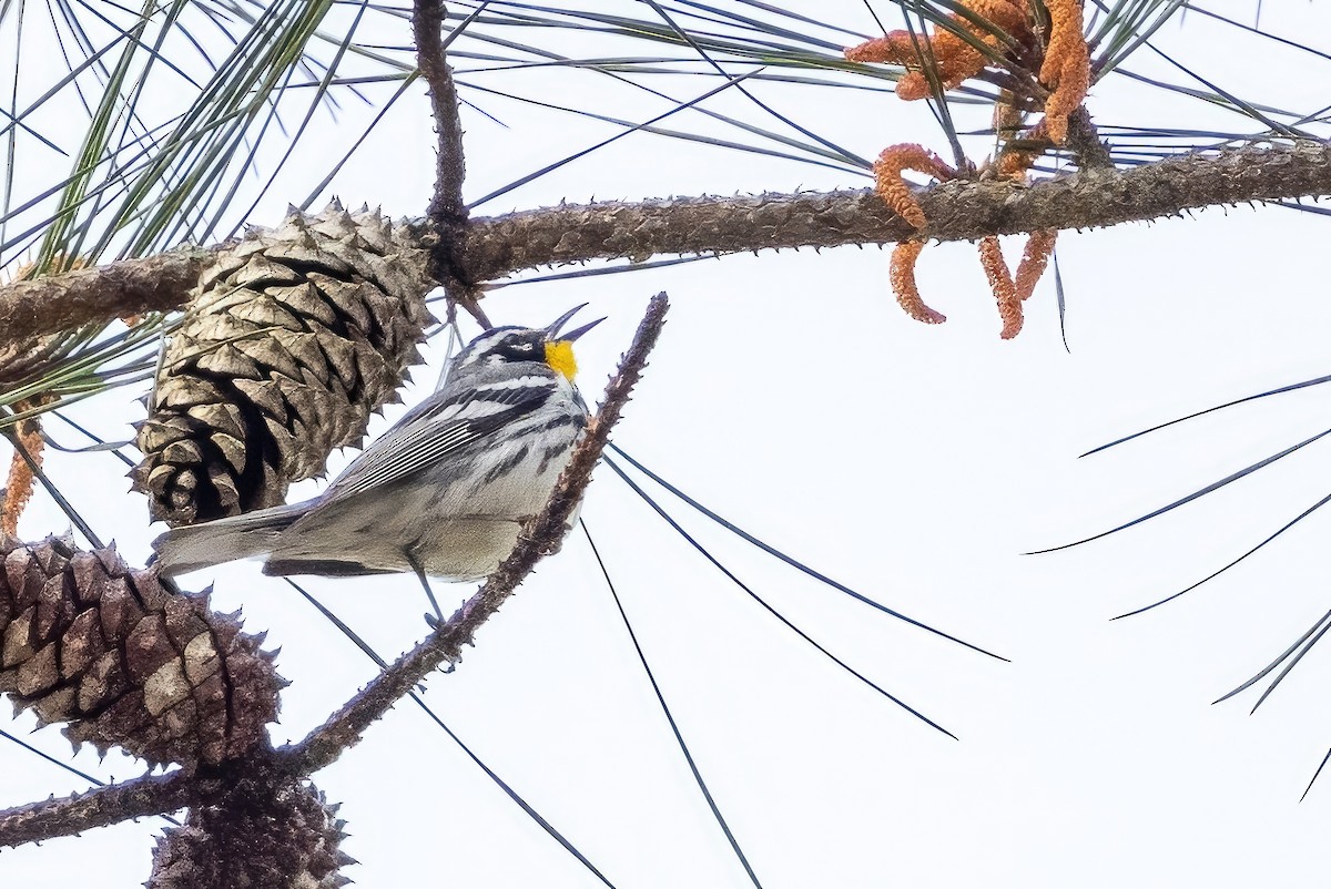 Yellow-throated Warbler - ML549923811