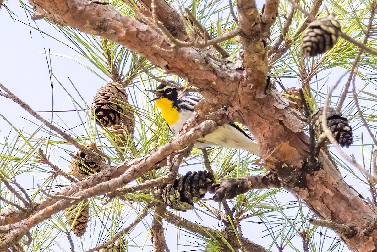 Yellow-throated Warbler - ML549924171