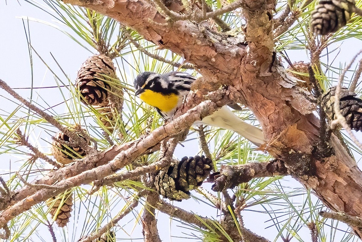 Yellow-throated Warbler - ML549924341