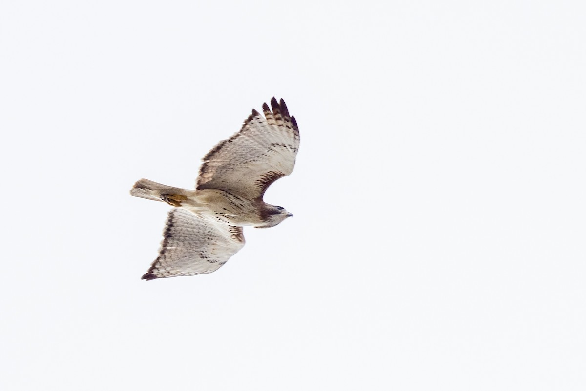 Red-tailed Hawk - ML549924601