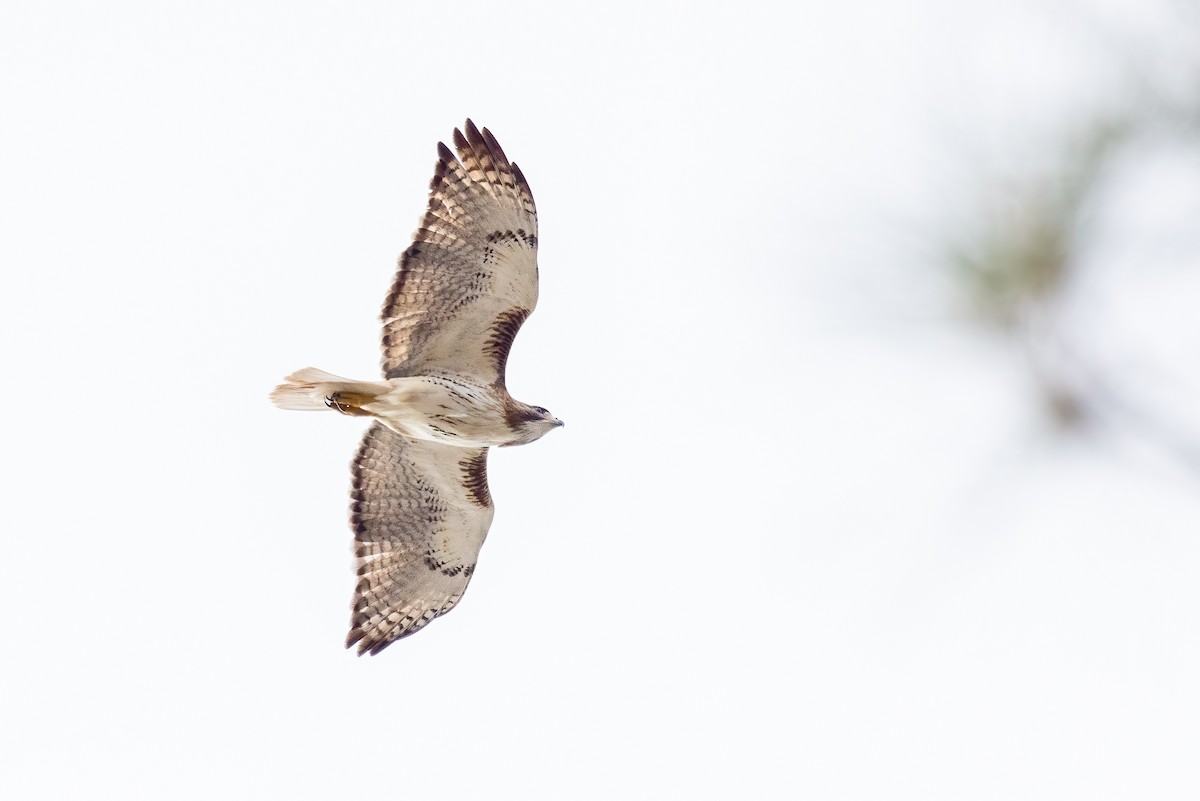 Red-tailed Hawk - ML549924631