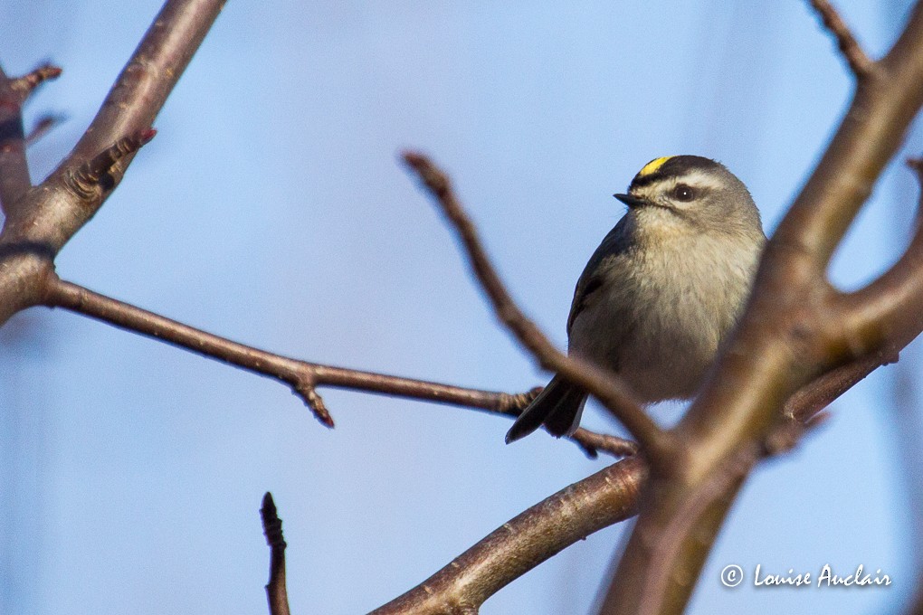 Golden-crowned Kinglet - Louise Auclair