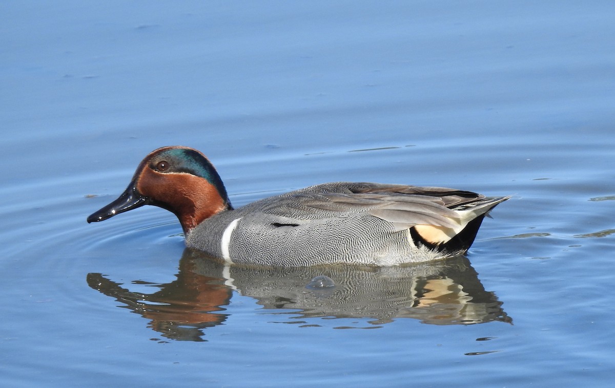 Green-winged Teal - ML549936801