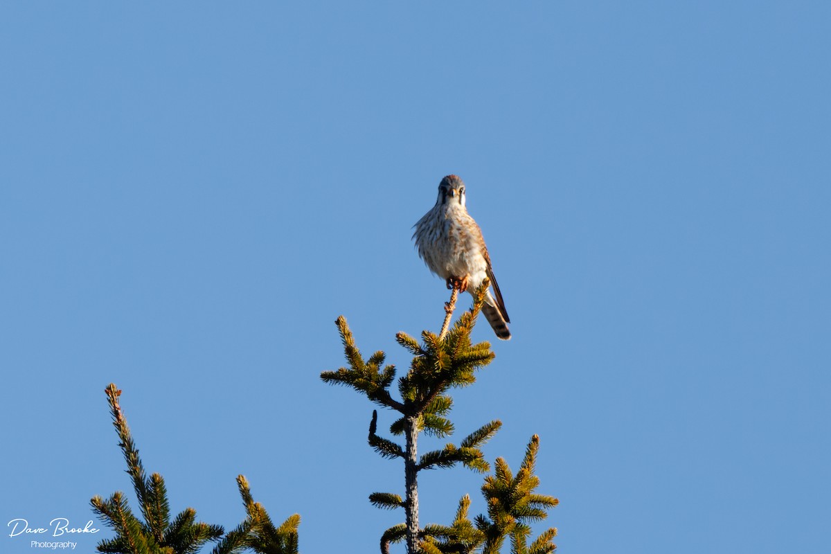 eBird Checklist 26 Mar 2023 Pymatuning SPNature Center 24 species