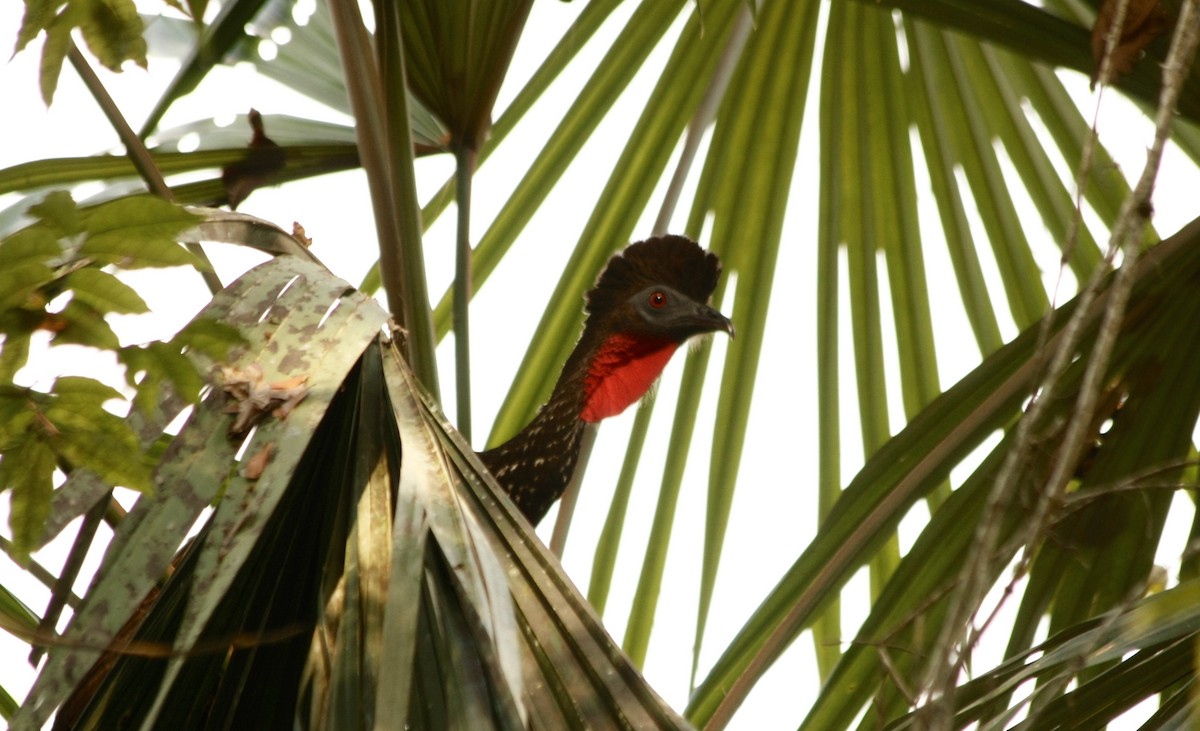 Crested Guan - ML54995061