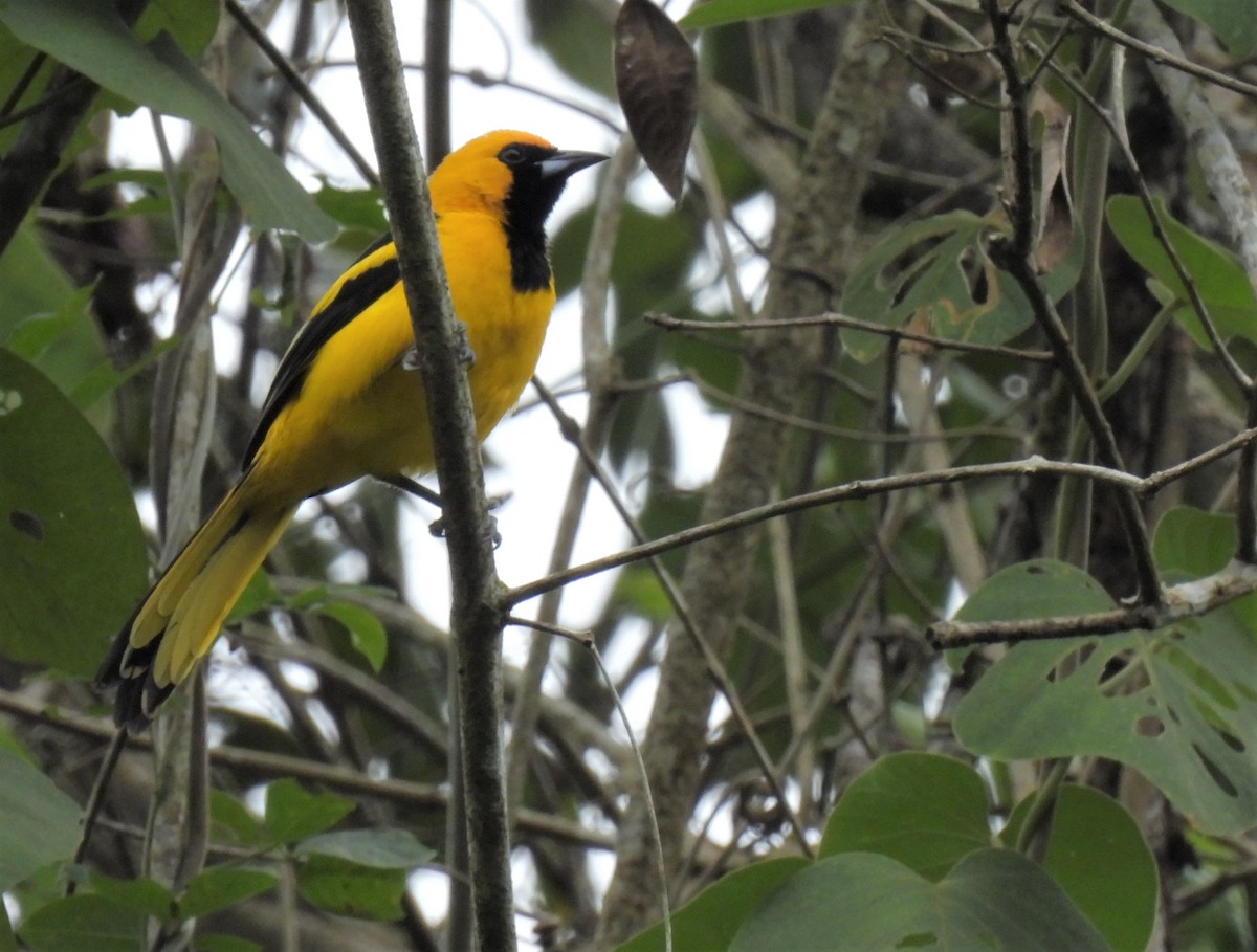 Yellow-tailed Oriole - ML549951711