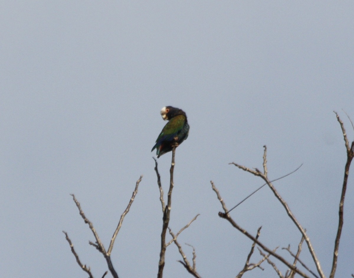 White-crowned Parrot - ML54995291