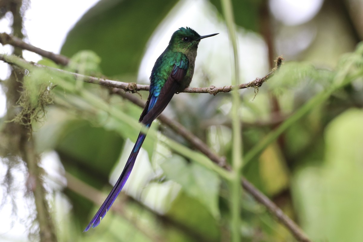 Violet-tailed Sylph - ML549955731