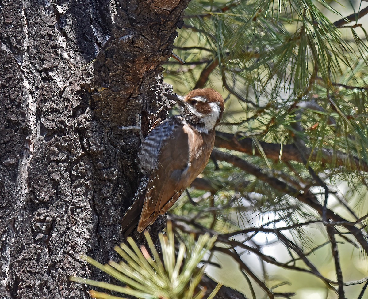 Arizona Woodpecker - ML549956931