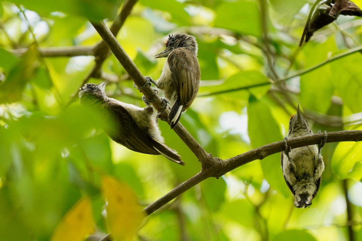 White-bellied Piculet - ML549961271