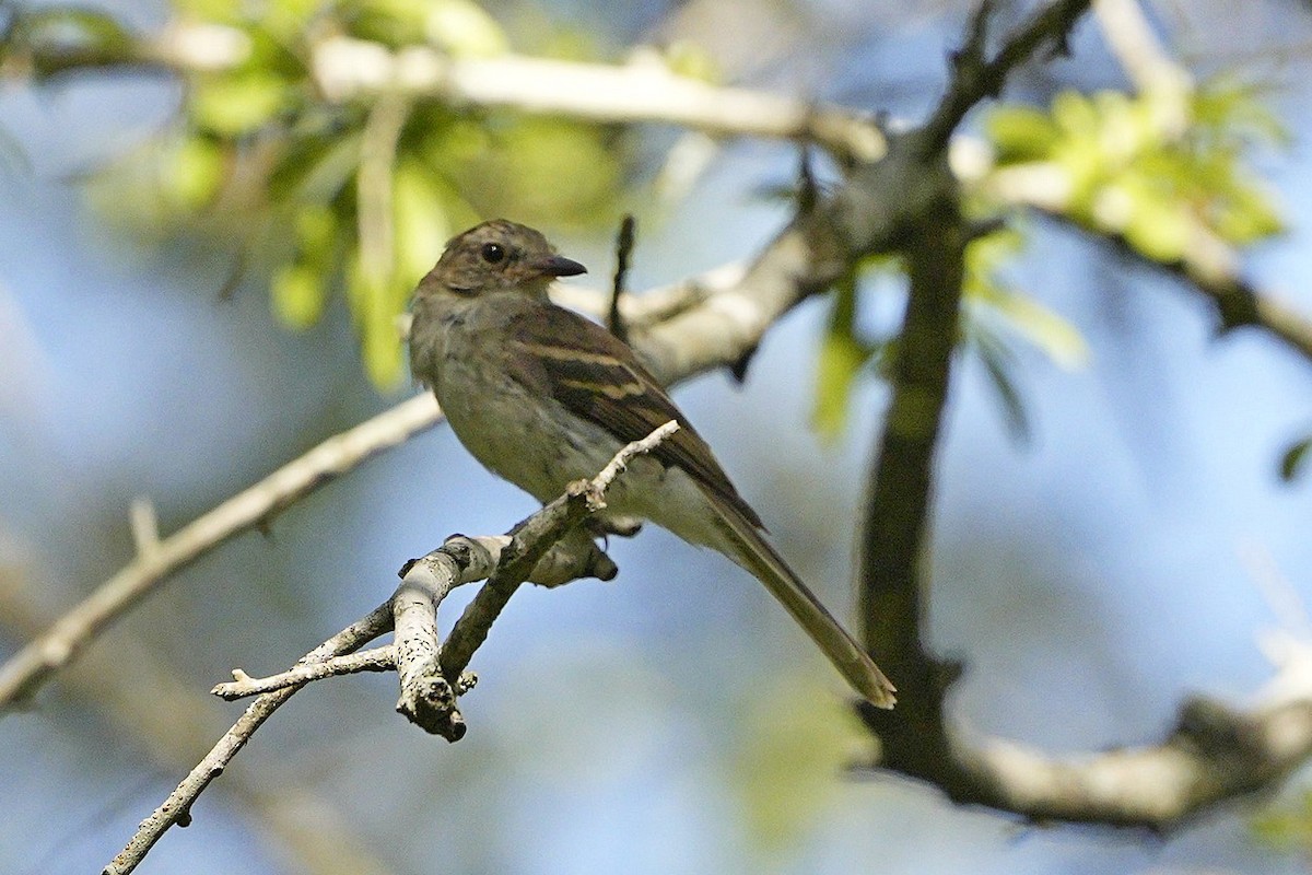 Southern Mouse-colored Tyrannulet - ML549969811