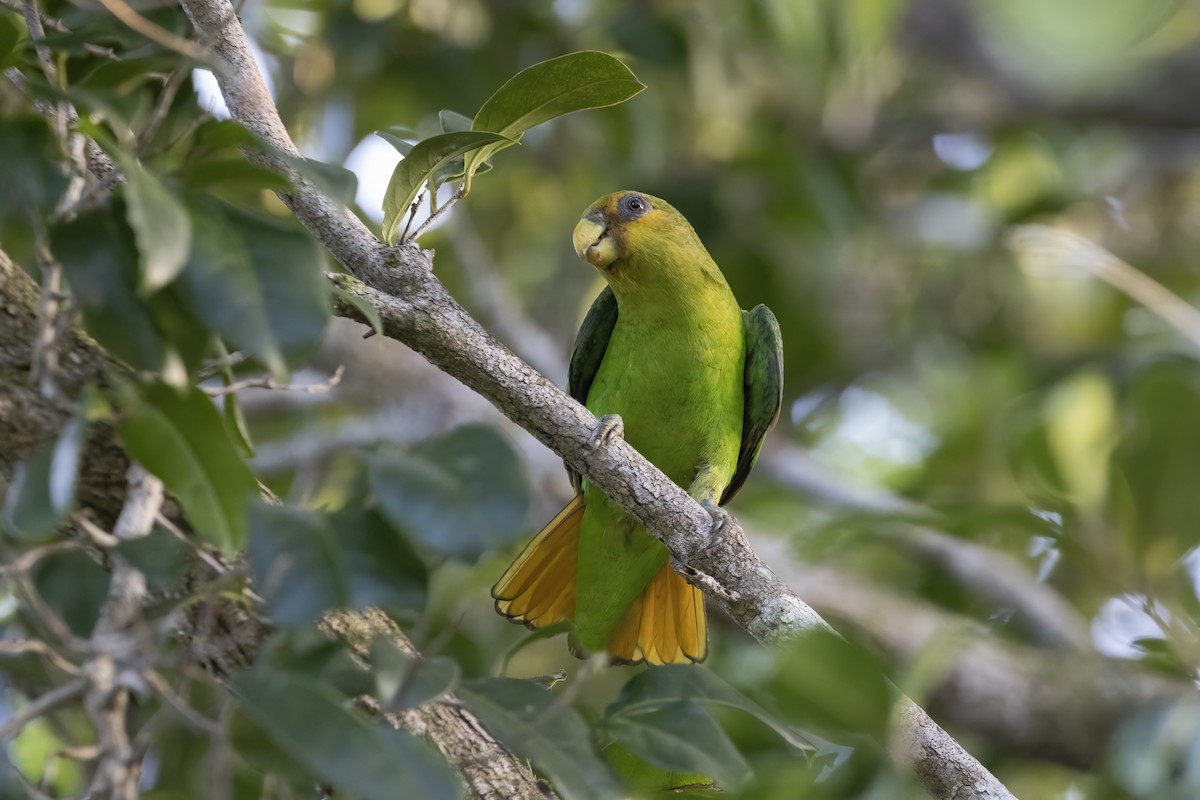 Golden-tailed Parrotlet - Luiz Matos