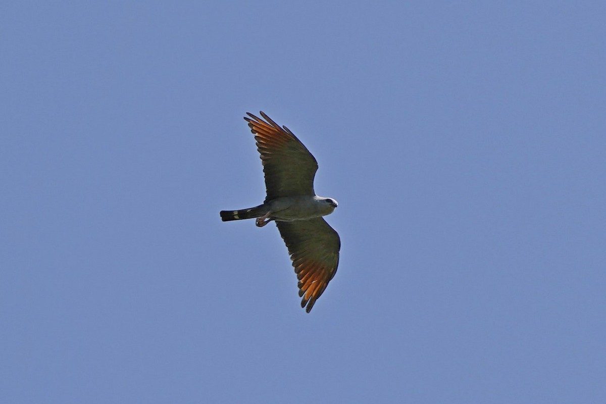 Plumbeous Kite - ML549971241