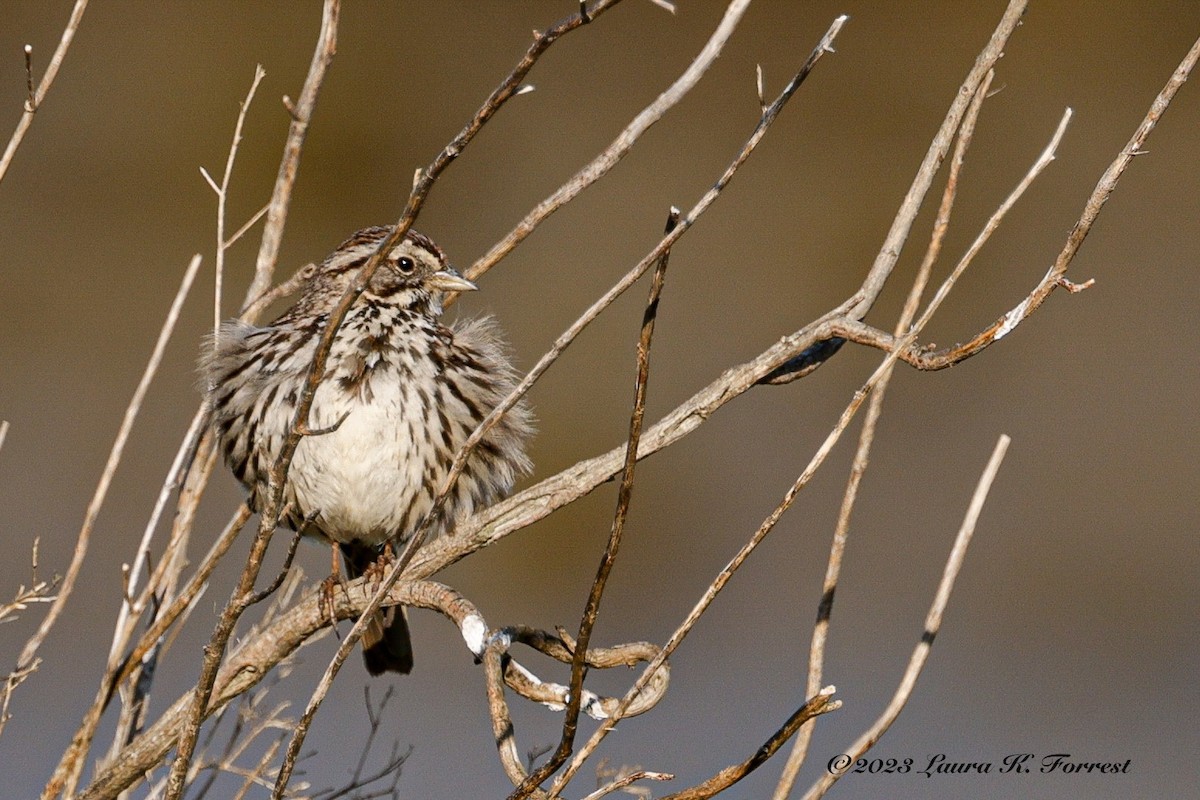 Song Sparrow - Laura Forrest