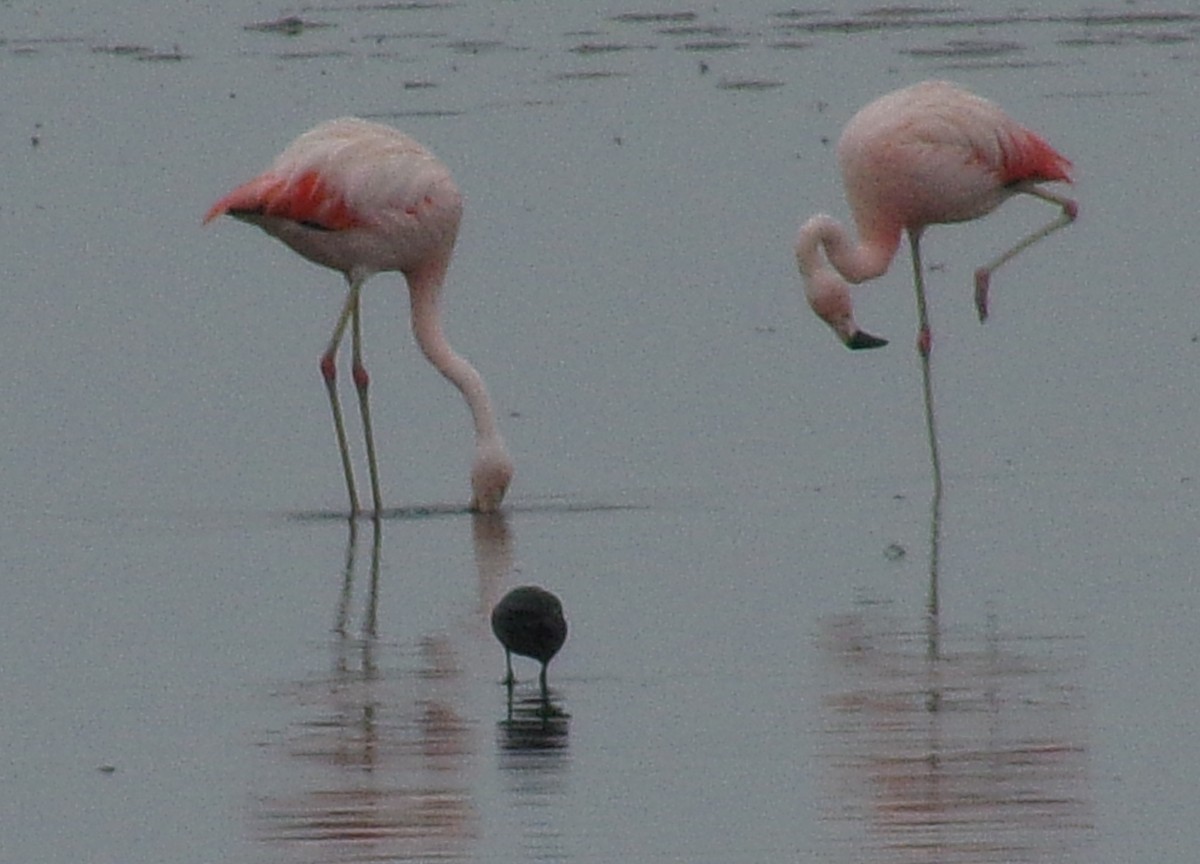 Chilean Flamingo - ML549977031