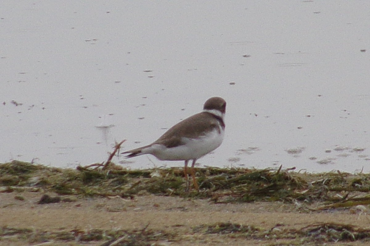 Semipalmated Plover - ML549977551