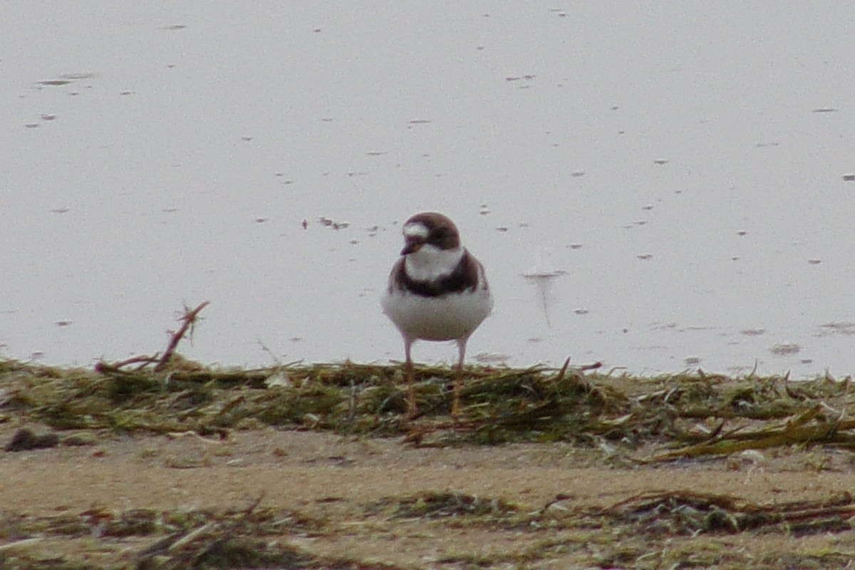 Semipalmated Plover - Analía Borowiec