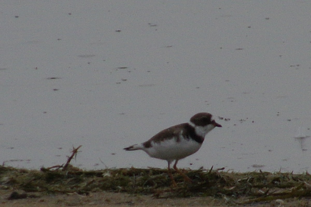 Semipalmated Plover - ML549977661