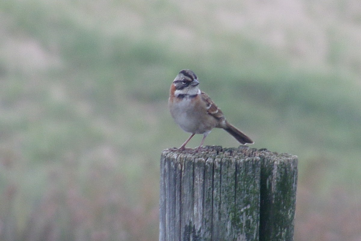 Rufous-collared Sparrow - ML549979111
