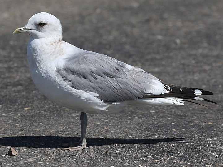 Short-billed Gull - Matt VanWallene
