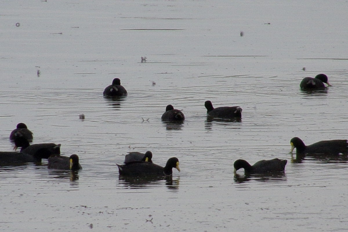 White-winged Coot - ML549980861