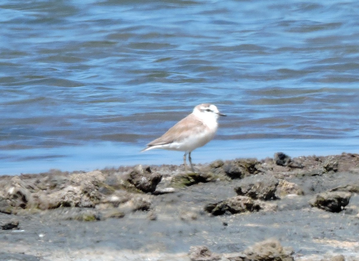 White-fronted Plover - ML54998171