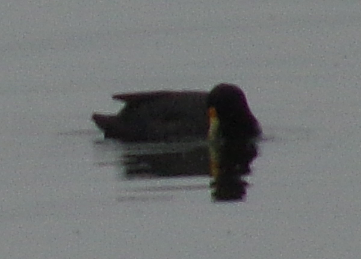 Red-fronted Coot - Analía Borowiec