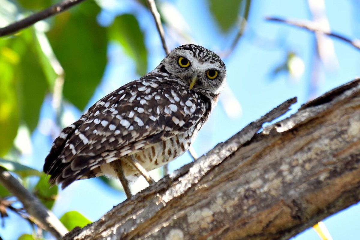 Burrowing Owl - ML549990611