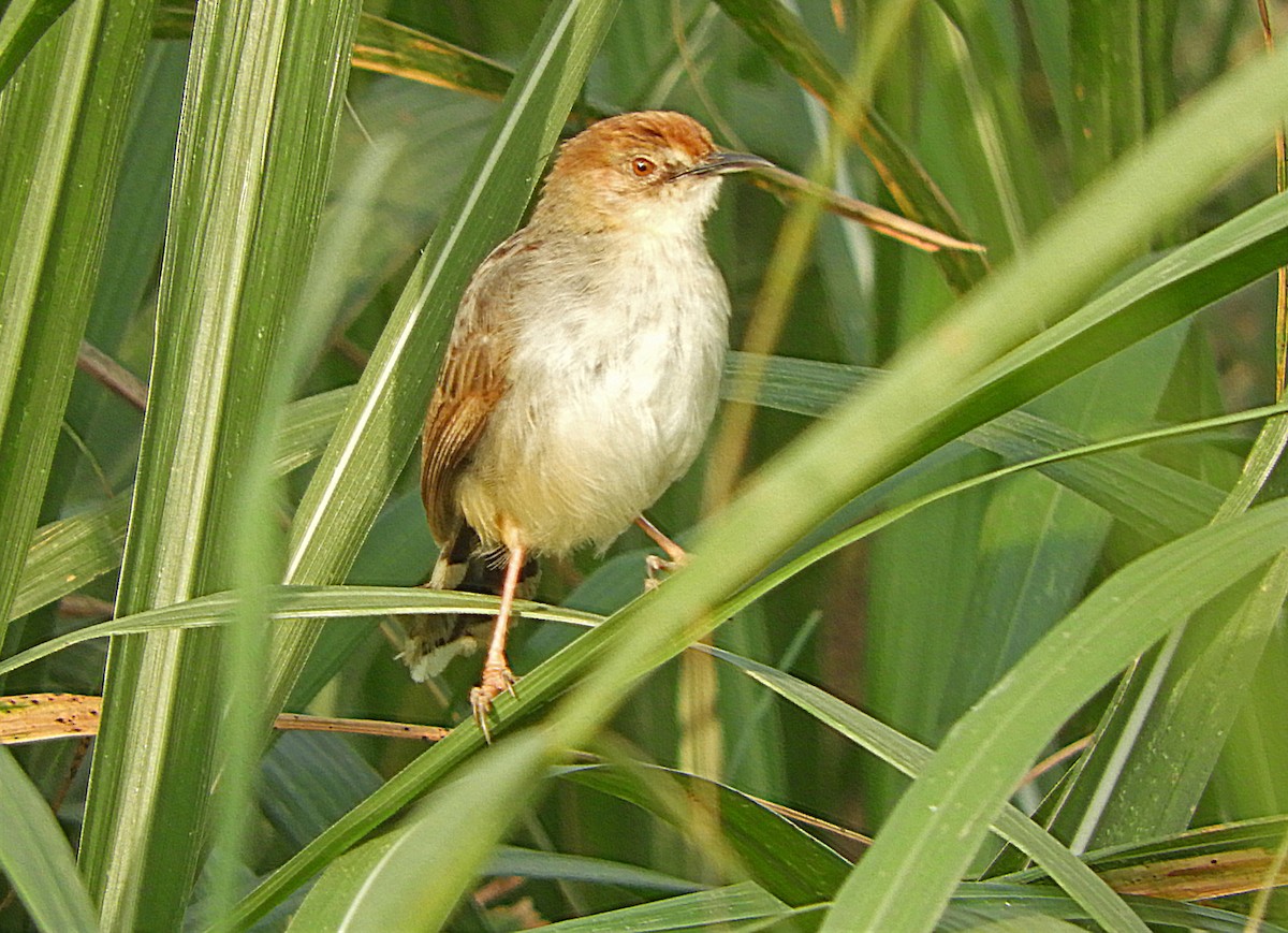 Carruthers's Cisticola - ML549992111