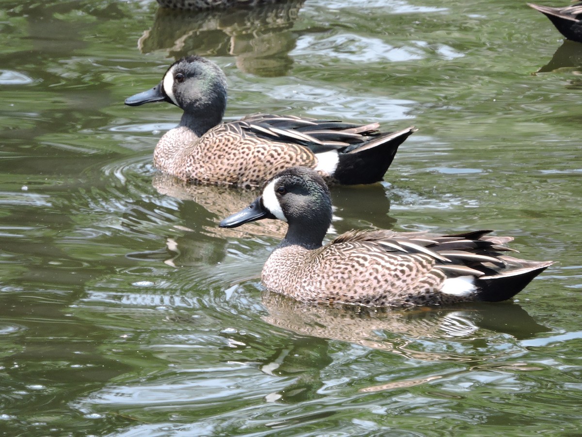 Blue-winged Teal - ML549993531
