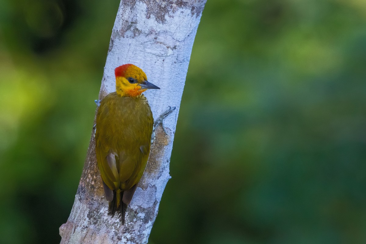 Yellow-throated Woodpecker - ML549993701