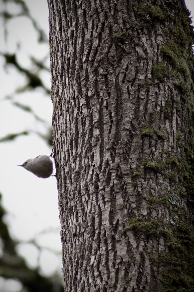 White-breasted Nuthatch - ML549998151