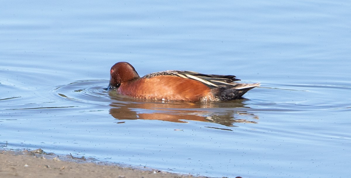 Cinnamon Teal - ML549998281