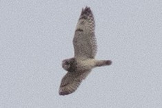 Short-eared Owl - ML549998491