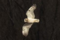 Short-eared Owl - ML549998501