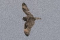 Short-eared Owl - ML549998521