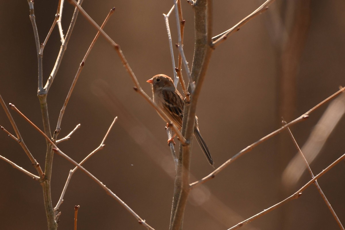 Field Sparrow - ML549999101