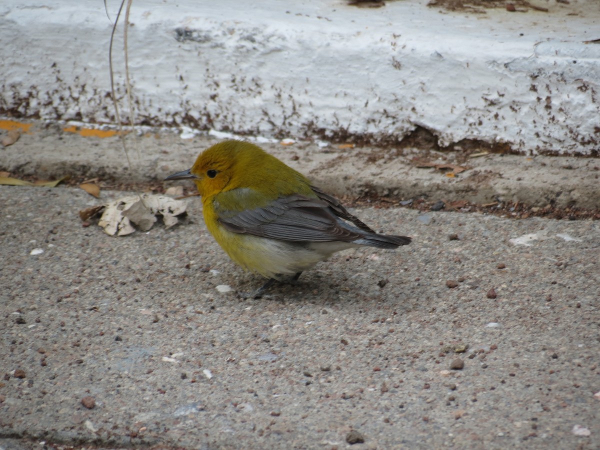 Prothonotary Warbler - ML55000001