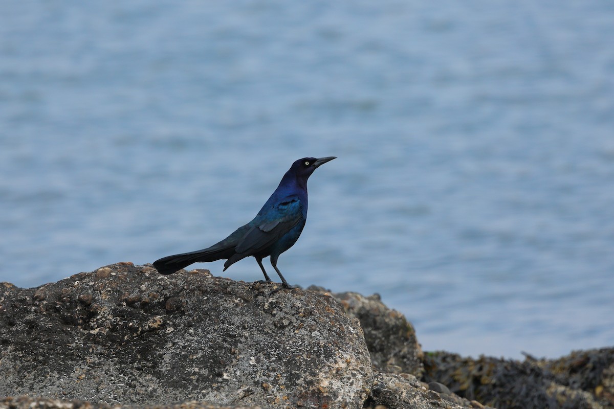 Boat-tailed Grackle - ML550001001