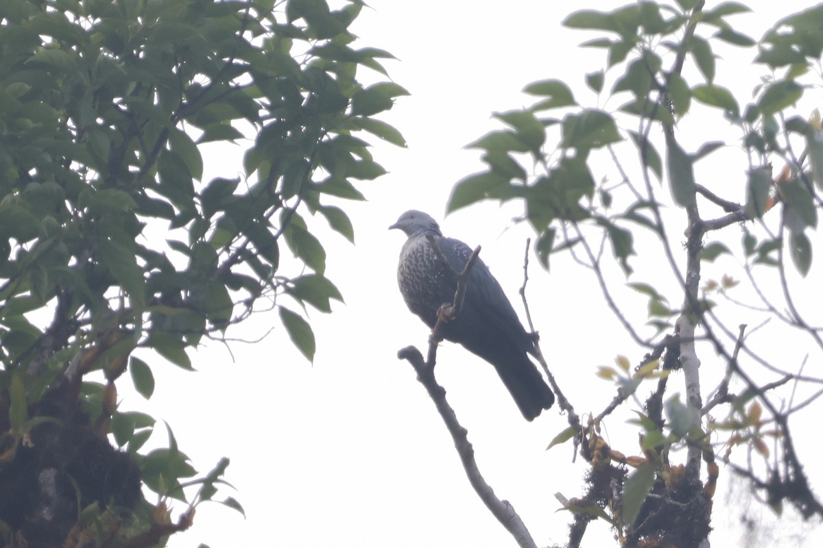 Speckled Wood-Pigeon - ML550001291