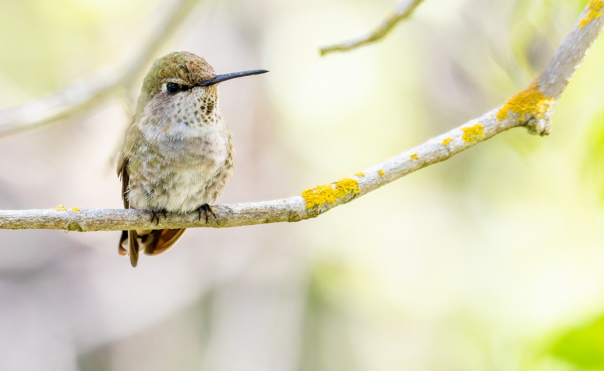 Anna's Hummingbird - ML550001361