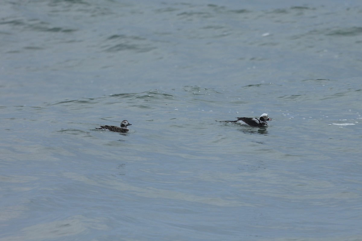 Long-tailed Duck - ML550001631