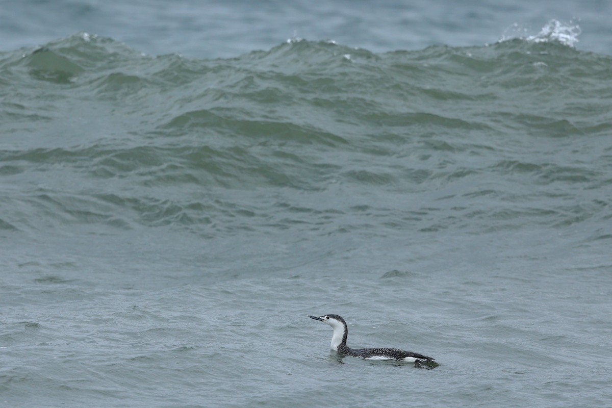 Red-throated Loon - ML550002611