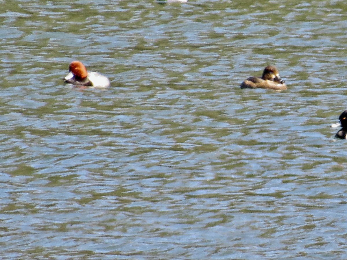 Redhead - ML550006131
