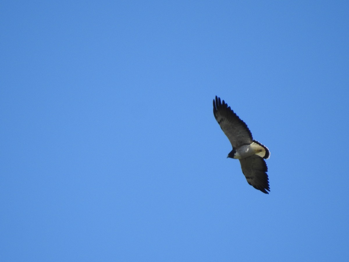 White-tailed Hawk - dario wendeler