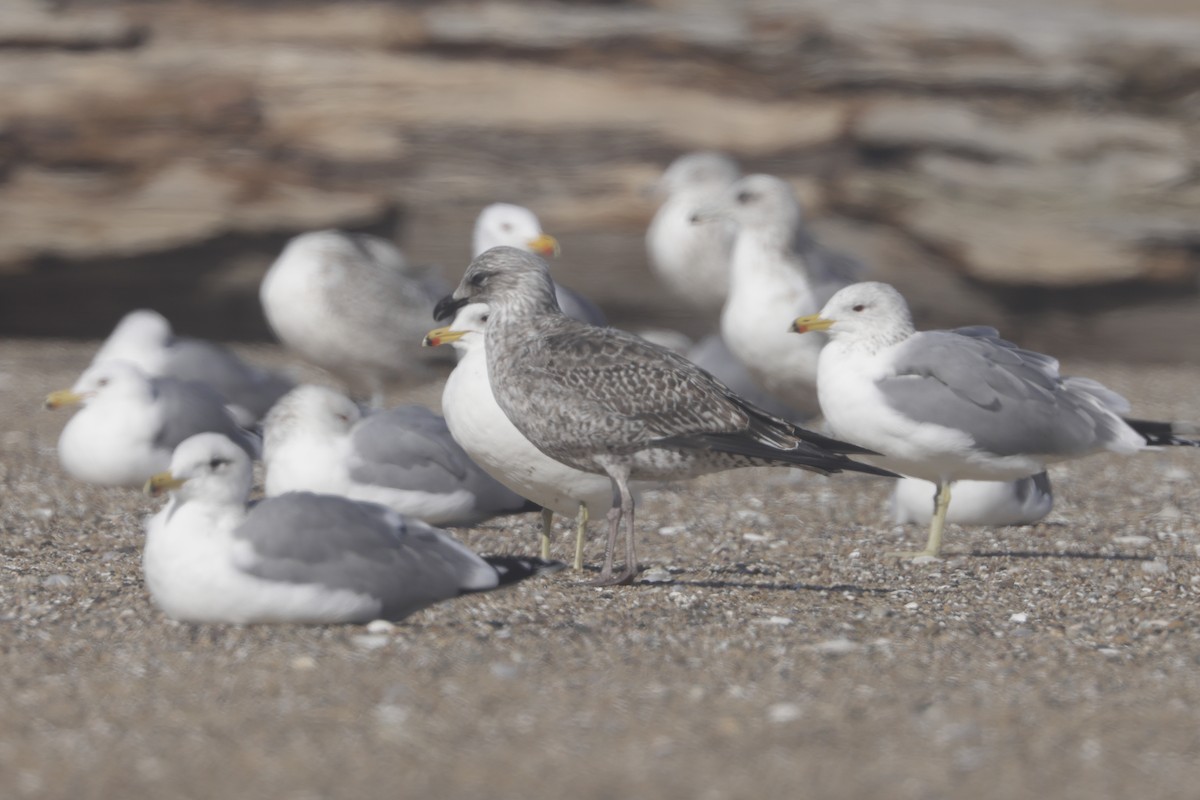 Lesser Black-backed Gull - ML550006521