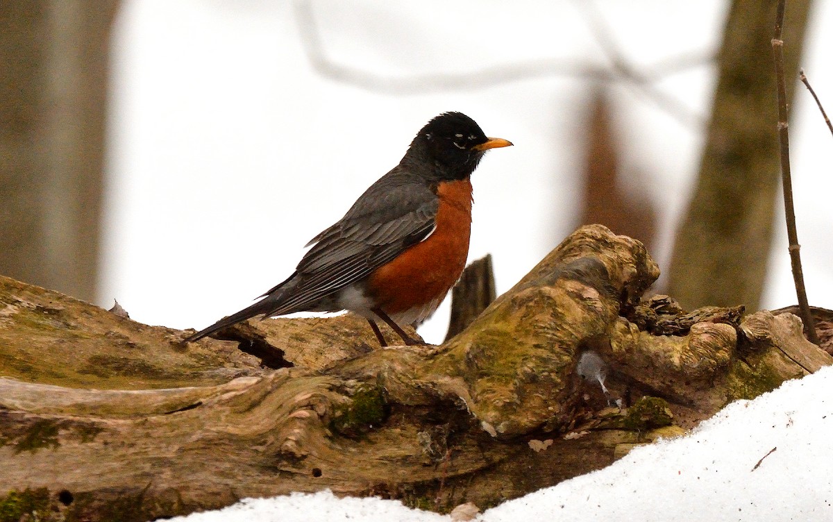 American Robin - ML550006531