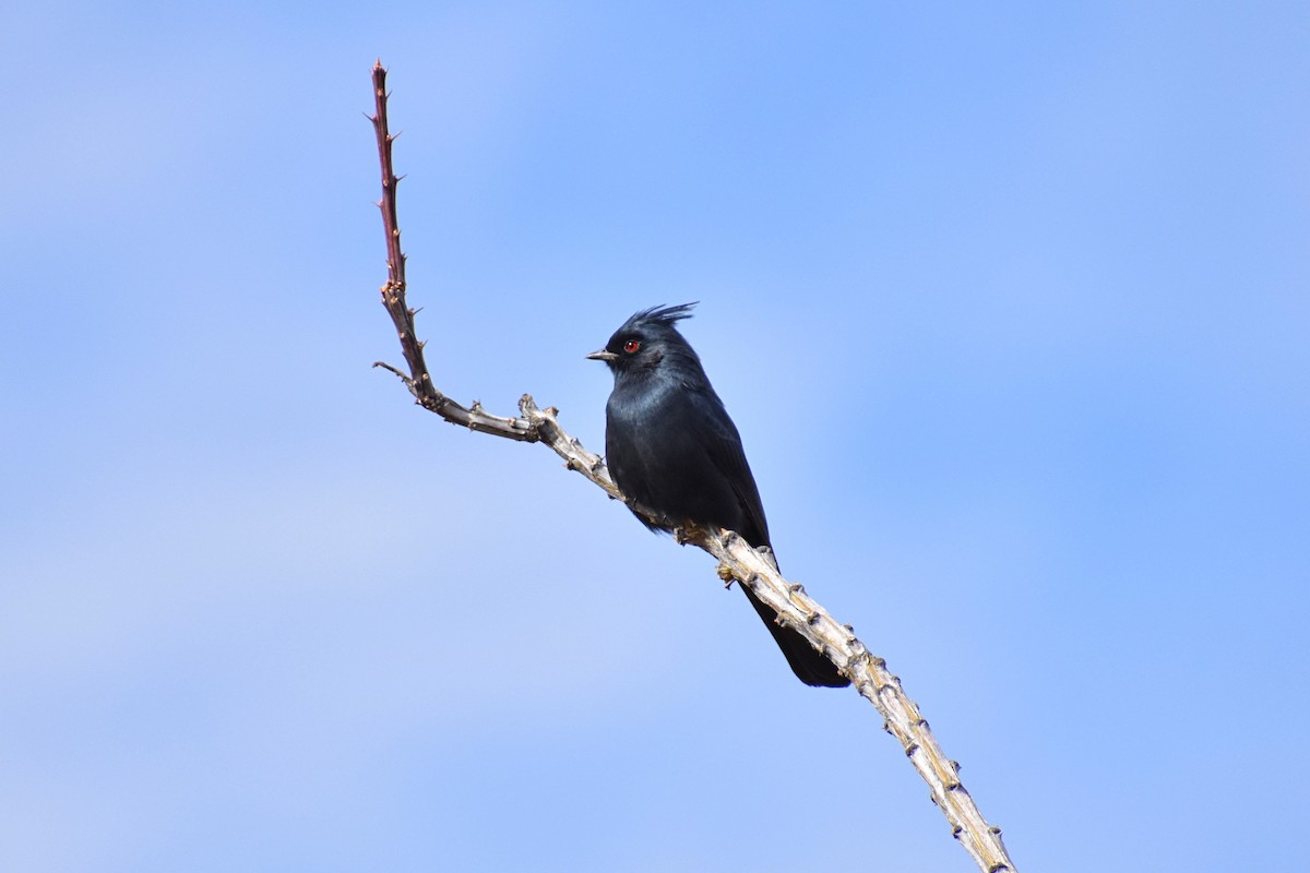 Phainopepla - ML550006611