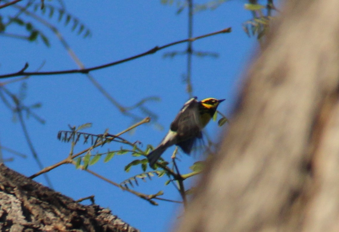 Townsend's Warbler - ML550006661