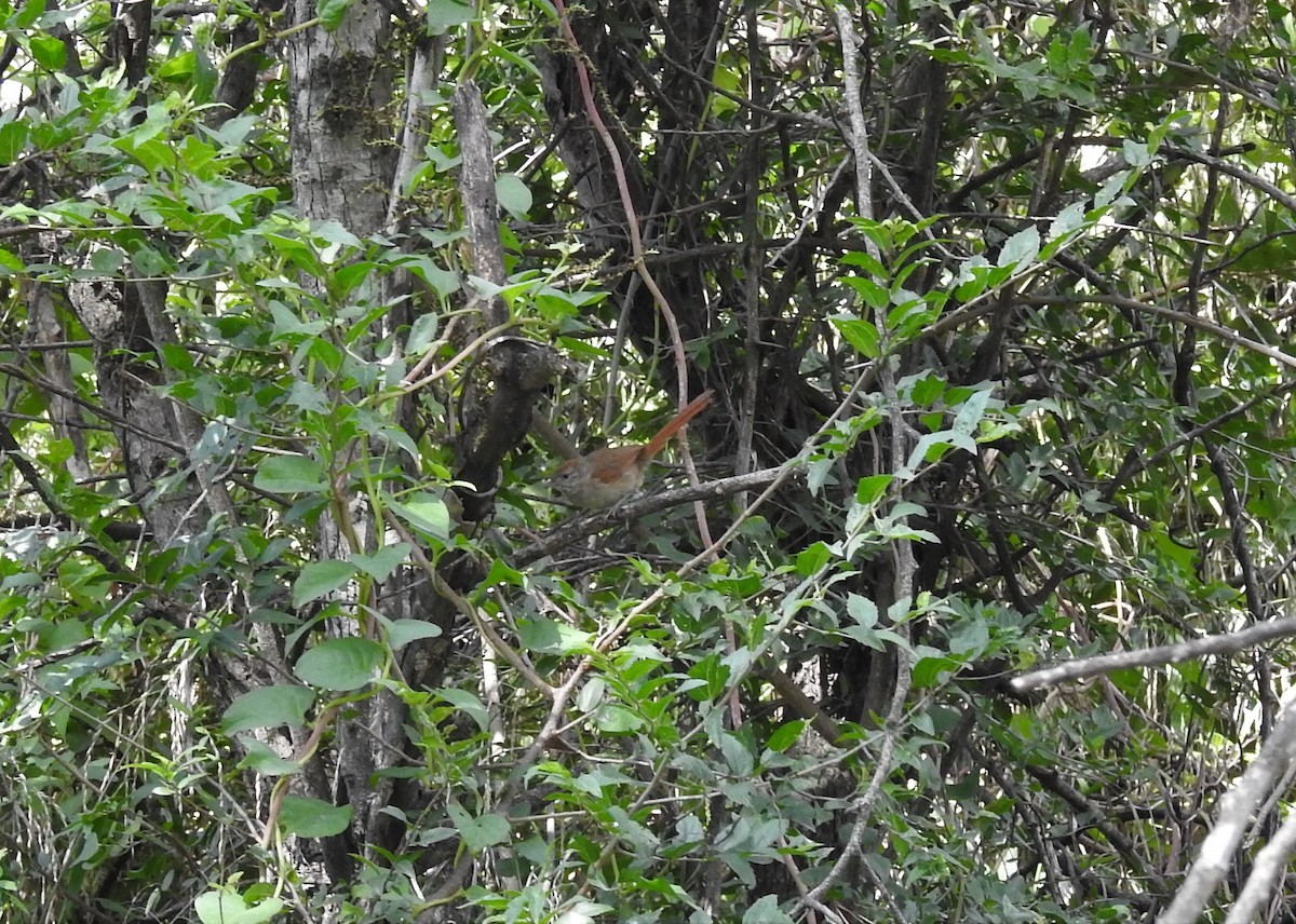 Sooty-fronted Spinetail - ML550006671